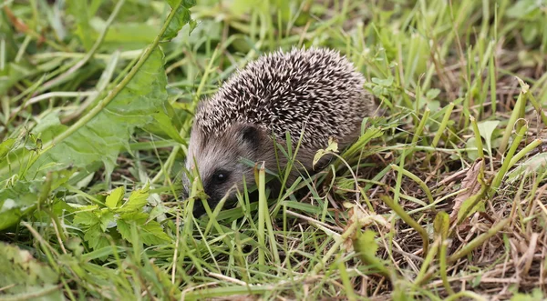 Young hedgehog walking on grass summer spring vacation — Stock Photo, Image