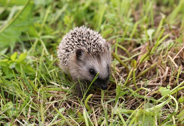 Jong egel wandelen op gras zomer lente vakantie — Stockfoto