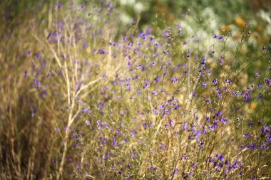 bozkır çiçekleri yumuşak bulanık odak çimen
