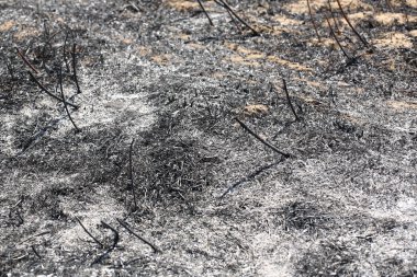 sonra bir yangın yangın arazi yandı