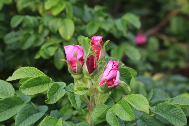 Rose hips bir diken bush ve sivri yaz bahçede
