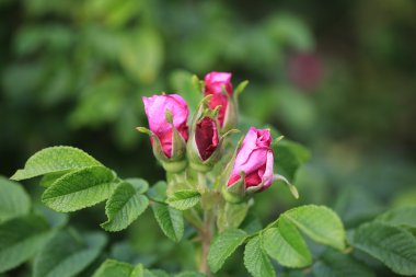 Rose hips bir diken bush ve sivri yaz bahçede