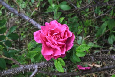 Rose hips bir diken bush ve sivri yaz bahçede