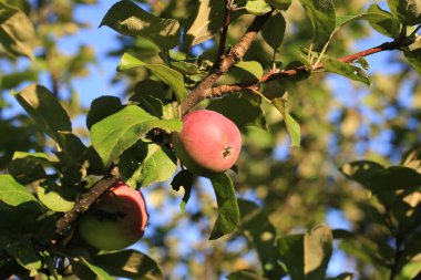 elma yaz bahçede bir ağaç üzerinde