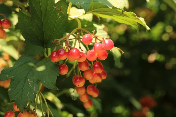 Bunches of viburnum berries — Stock Photo, Image