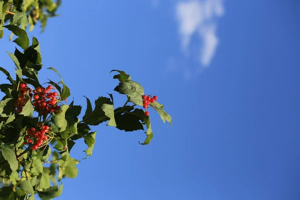 Racimos de bayas de viburnum — Foto de Stock