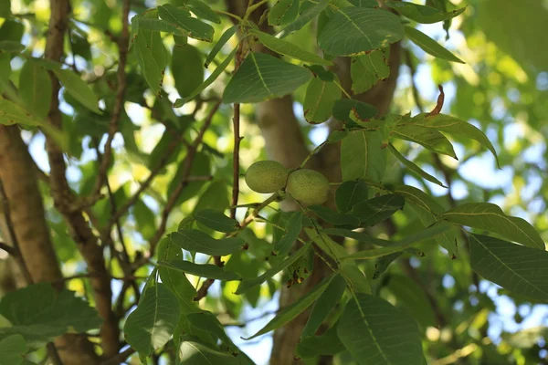 Unripe walnut on the tree — Stock Photo, Image