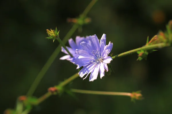 Flor de achicoria salvaje — Foto de Stock