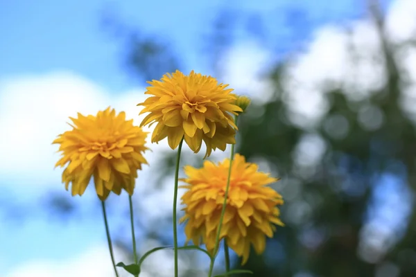 Flores do jardim astros amarelos — Fotografia de Stock