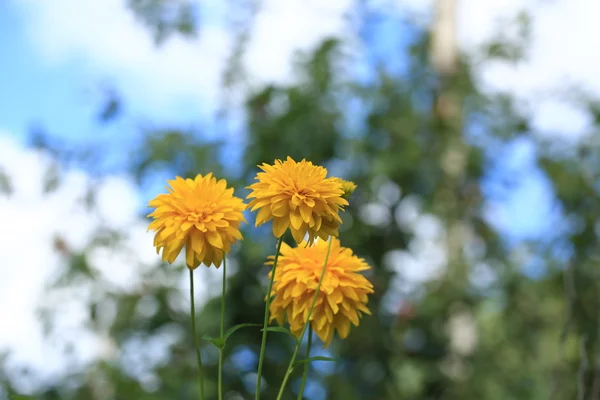 Kwiaty żółte Astry — Zdjęcie stockowe