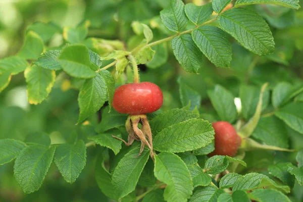 Rosehip fruit in the garden — Stock Photo, Image