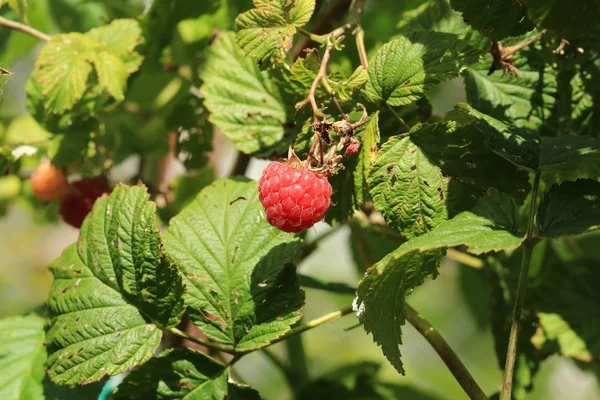 Framboise sur un buisson dans le jardin — Photo