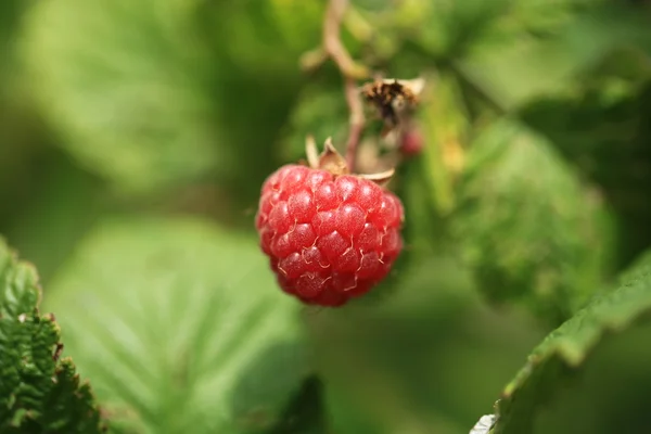 Framboise sur un buisson dans le jardin — Photo