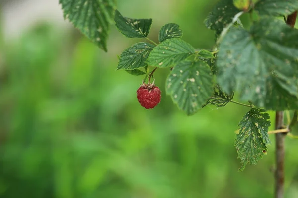 Raspberry on a bush in the garden — Stock Photo, Image