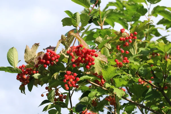 Bunches of viburnum berries — Stock Photo, Image