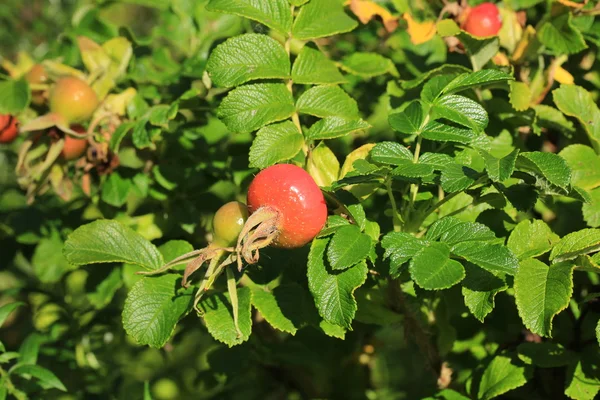 Fruta de rosa mosqueta no jardim — Fotografia de Stock