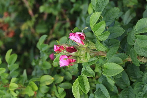 Šípkové růže v zahradě trn bush a hroty letní — Stock fotografie