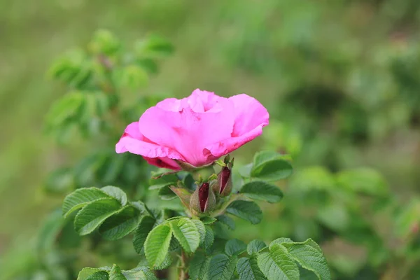 Šípkové růže v zahradě trn bush a hroty letní — Stock fotografie