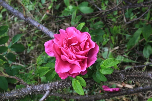 Rose hips bir diken bush ve sivri yaz bahçede