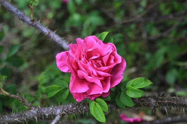 Róży w ogrodzie thorn bush i skoki latem — Zdjęcie stockowe