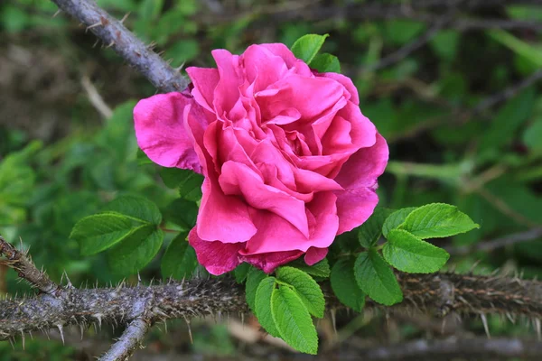 Róży w ogrodzie thorn bush i skoki latem — Zdjęcie stockowe