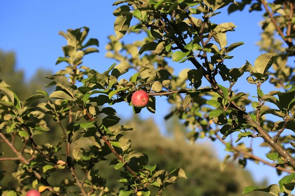 Manzana en un árbol en el jardín del verano — Foto de Stock