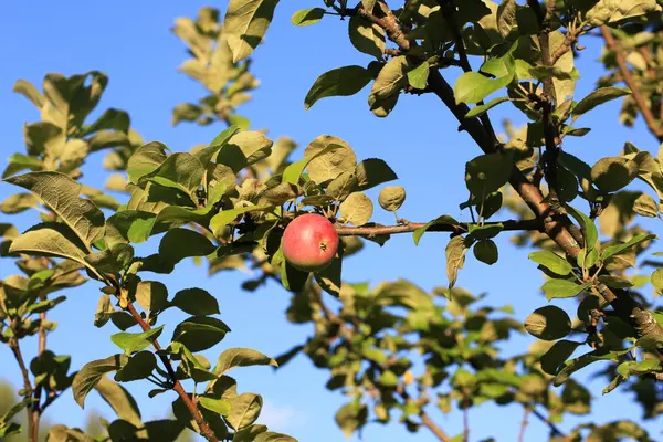 Apple on a tree in the garden of the summer — Stock Photo, Image