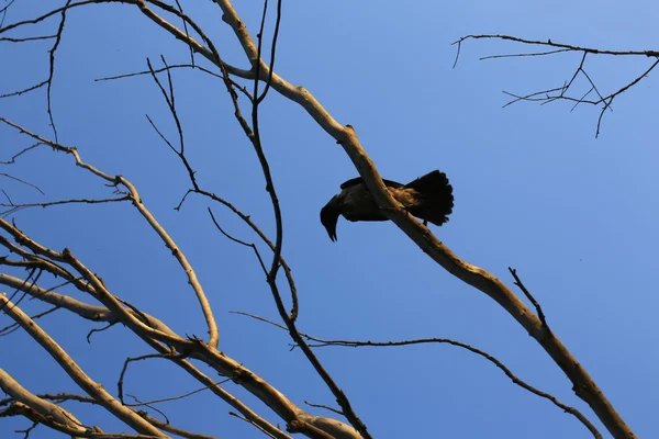 Corbeaux silhouette sur le vieux arbre séché crépuscule halloween — Photo