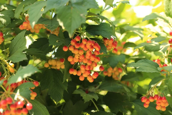 Bunches of viburnum berries — Stock Photo, Image