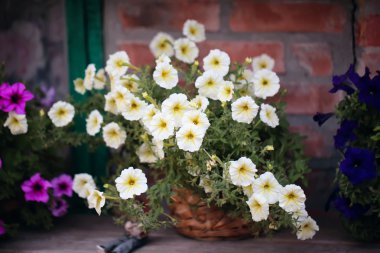 Dekorasyon Bahçe Petunya çiçek yaz