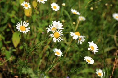 Alan papatya çiçek bahçesi yaz aylarında