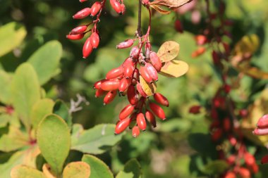 Kızamık berry ağaç üzerinde demet