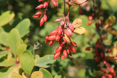 Kızamık berry ağaç üzerinde demet