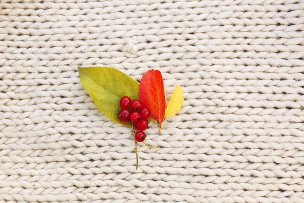 秋天叶子红色醋栗在针织背景 — 图库照片