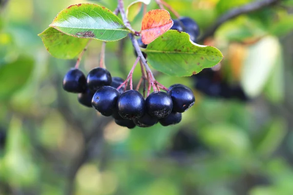 Trauben von schwarzen Apfelbeeren auf einem Baum — Stockfoto