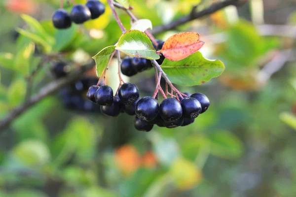 Bunches of black chokeberry on a tree — Stock Photo, Image