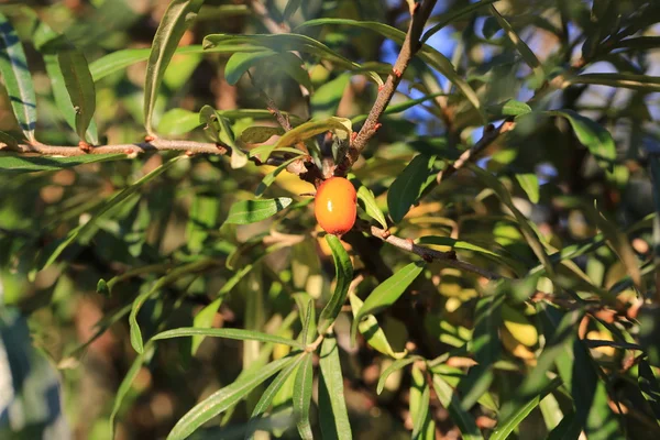 Mar buckthorn berrie em uma árvore — Fotografia de Stock