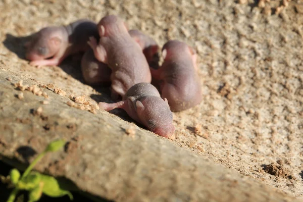 Pasgeboren baby wild mouse kleine muizen — Stockfoto