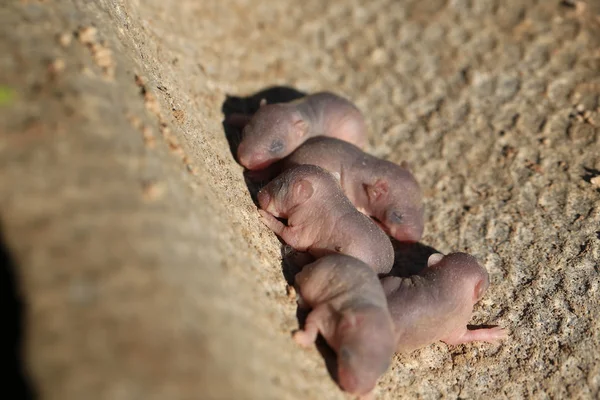 Newborn baby wild mouse little mice — Stock Photo, Image