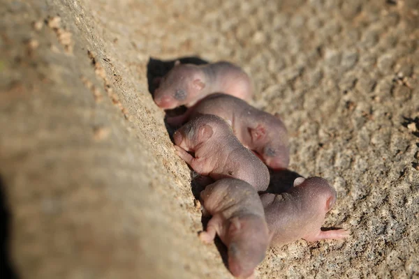 Newborn baby wild mouse little mice — Stock Photo, Image