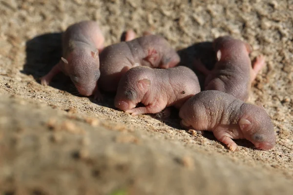Neugeborenes Baby wilde Maus kleine Mäuse — Stockfoto