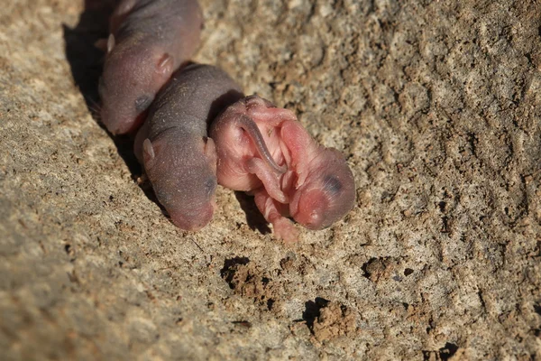 Pasgeboren baby wild mouse kleine muizen — Stockfoto
