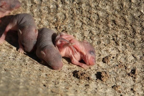 Bebé recién nacido ratón salvaje ratoncitos — Foto de Stock