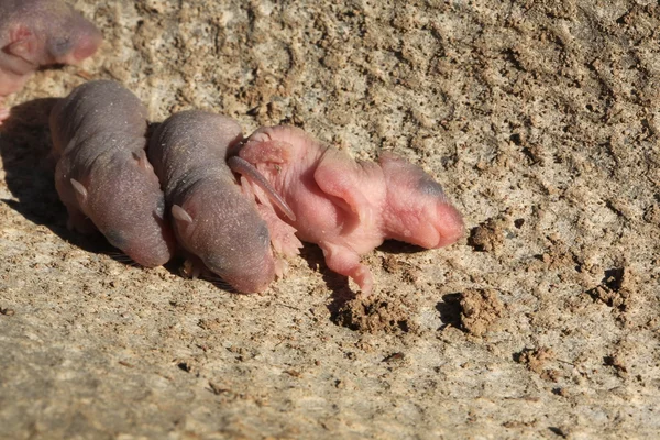 Recém-nascido bebê camundongos selvagens — Fotografia de Stock