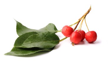 küçük kırmızı elma ile dal yaprak üzerinde izole beyaz arka plan