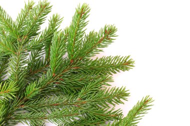 Beyaz arka plan christmas yeni yıl kış üzerinde izole köknar ağacı dalları
