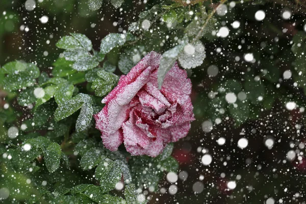 Chute de neige rose en hiver neige Noël nouvelle année soft sélectif focus — Photo