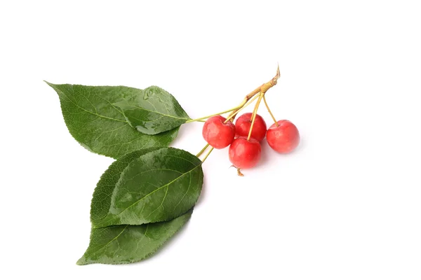 Petites pommes rouges sur une branche avec des feuilles isolées sur fond blanc — Photo