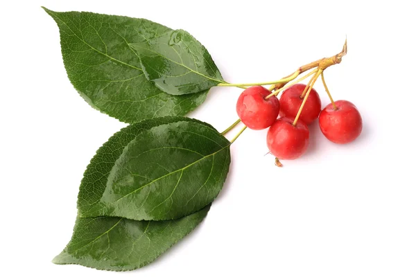 Petites pommes rouges sur une branche avec des feuilles isolées sur fond blanc — Photo