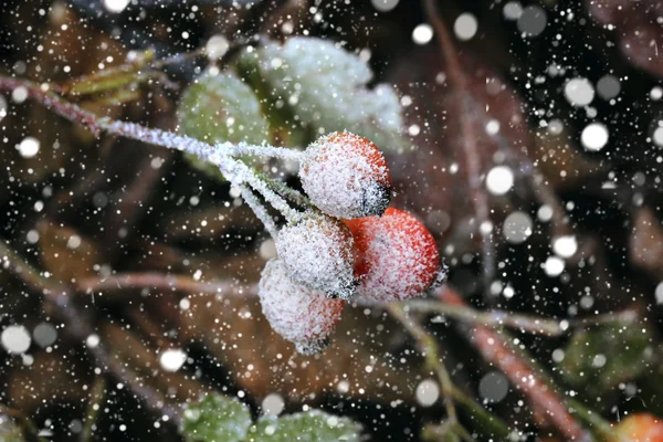 雪冬天圣诞新年降雪玫瑰果 — 图库照片
